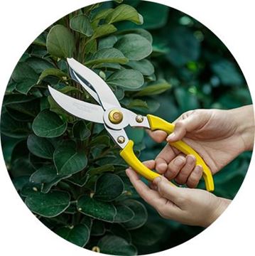 تصویر برای دسته  قیچی باغبانی